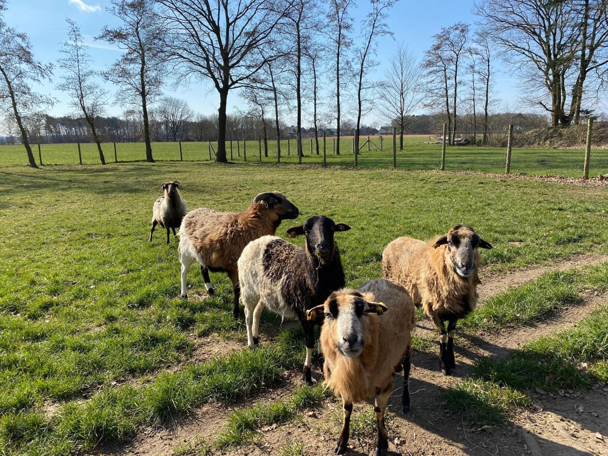 Ferienhof Westermann Waldblick Lahden Bagian luar foto